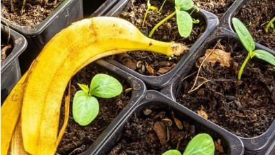 Imagen de la noticia: Nutre tus plantas con ingredientes que tienes en casa