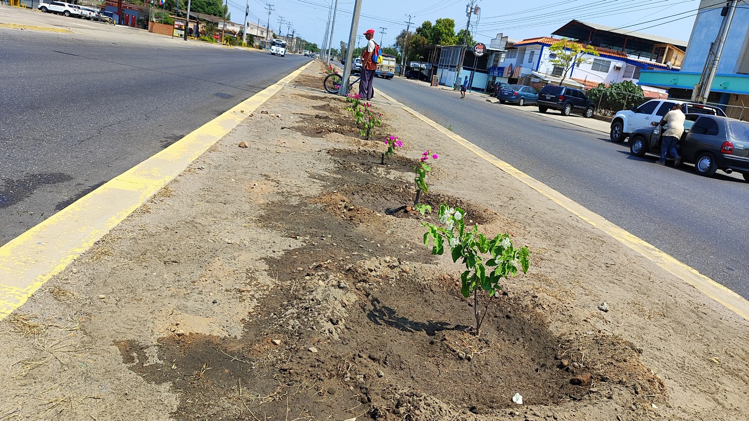 Imagen de la noticia: Municipio Cabimas: Alcaldía inicia extraordinaria jornada de arborización en la Avenida Intercomunal