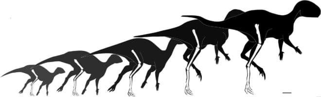Imagen de la noticia: Hallan el dinosaurio ornitópodo más pequeño del mundo