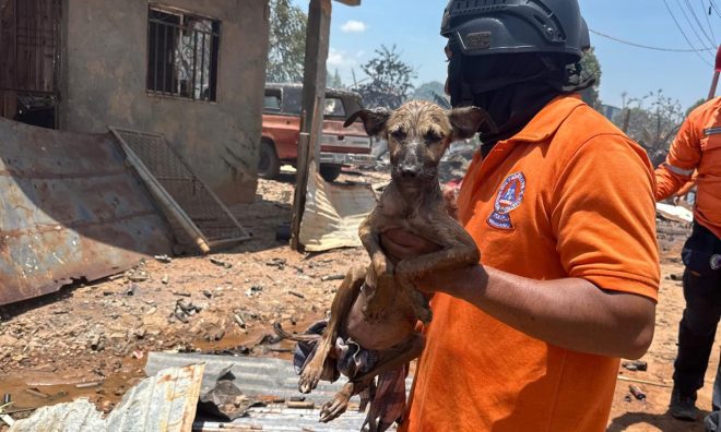 Imagen de la noticia: Rescatan animales tras explosión en fábrica de fuegos artificiales en San Francisco